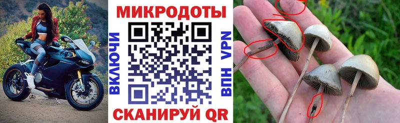 Псилоцибиновые грибы Psilocybine cubensis  Калининск 